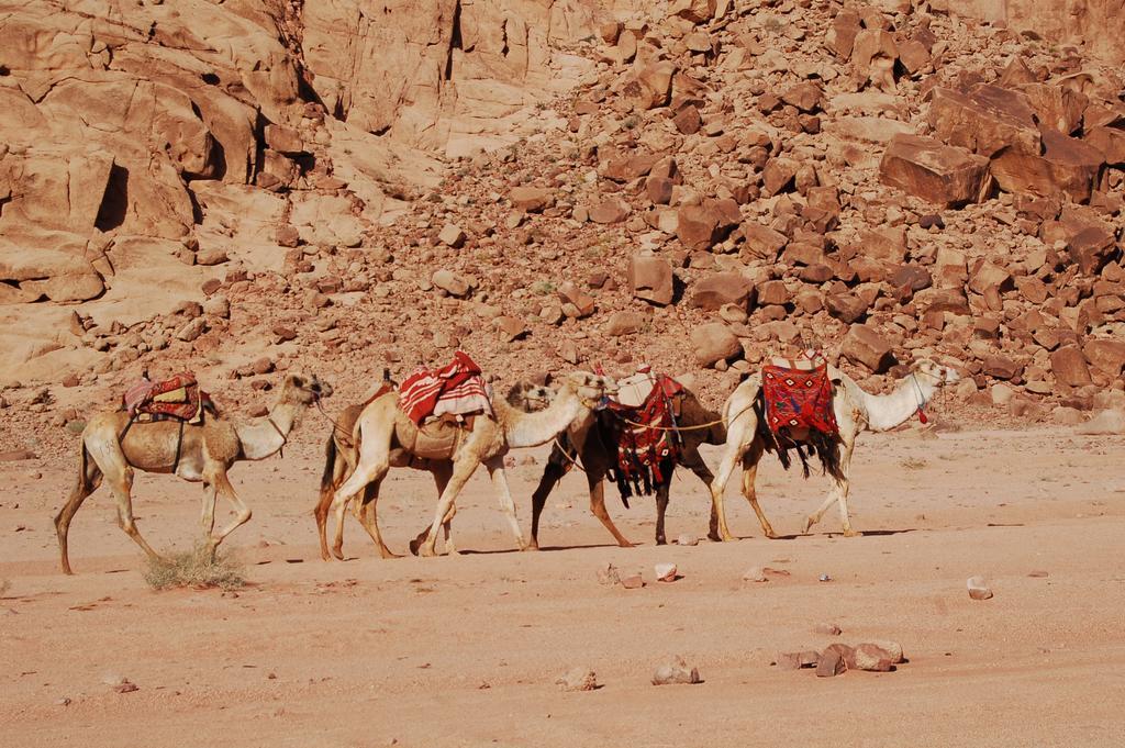 Wadi Rum Camp Kültér fotó